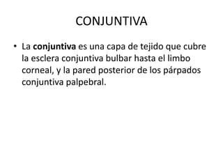 CONJUNTIVA
• La conjuntiva es una capa de tejido que cubre
la esclera conjuntiva bulbar hasta el limbo
corneal, y la pared posterior de los párpados
conjuntiva palpebral.
 