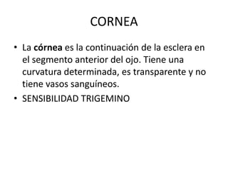 CORNEA
• La córnea es la continuación de la esclera en
el segmento anterior del ojo. Tiene una
curvatura determinada, es transparente y no
tiene vasos sanguíneos.
• SENSIBILIDAD TRIGEMINO
 