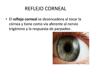 REFLEJO CORNEAL
• El reflejo corneal se desencadena al tocar la
córnea y tiene como vía aferente al nervio
trigémino y la respuesta de parpadeo .
 