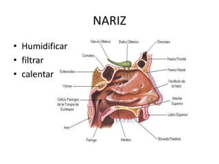 NARIZ
• Humidificar
• filtrar
• calentar
 