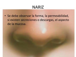 NARIZ
• Se debe observar la forma, la permeabilidad,
si existen secreciones o descargas, el aspecto
de la mucosa.
 