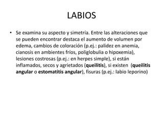 LABIOS
• Se examina su aspecto y simetría. Entre las alteraciones que
se pueden encontrar destaca el aumento de volumen por
edema, cambios de coloración (p.ej.: palidez en anemia,
cianosis en ambientes fríos, poliglobulia o hipoxemia),
lesiones costrosas (p.ej.: en herpes simple), si están
inflamados, secos y agrietados (queilitis), si existen (queilitis
angular o estomatitis angular), fisuras (p.ej.: labio leporino)
 