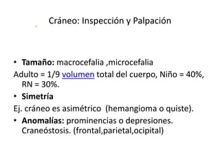 Cráneo: Inspección y Palpación
• Tamaño: macrocefalia ,microcefalia
Adulto = 1/9 volumen total del cuerpo, Niño = 40%,
RN = 30%.
• Simetría
Ej. cráneo es asimétrico (hemangioma o quiste).
• Anomalías: prominencias o depresiones.
Craneóstosis. (frontal,parietal,ocipital)
 