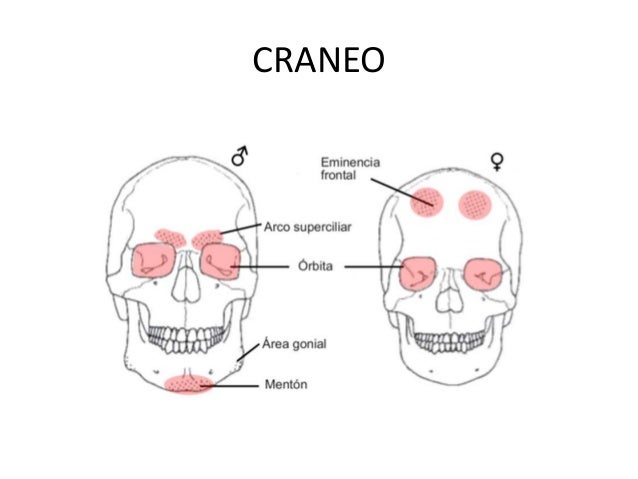 Semiologia De La Cabeza