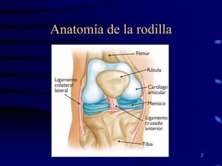 Anatomía de la rodilla
2
 