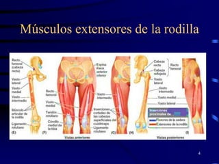 Músculos extensores de la rodilla
4
 