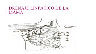 DRENAJE LINFÁTICO DE LA
MAMA
 