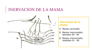 INERVACION DE LA MAMA
Inervación de la
mama
1) Ramas cervicales
2) Ramas intercostales
laterales (IV- VI)
3) Ramas intercostales
mediales (II – VI)
 