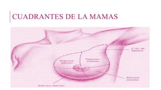 CUADRANTES DE LA MAMAS
 