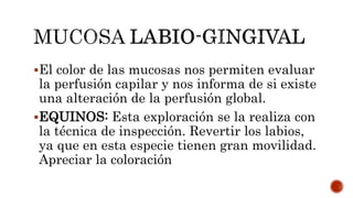 El color de las mucosas nos permiten evaluar
la perfusión capilar y nos informa de si existe
una alteración de la perfusión global.
EQUINOS: Esta exploración se la realiza con
la técnica de inspección. Revertir los labios,
ya que en esta especie tienen gran movilidad.
Apreciar la coloración
 