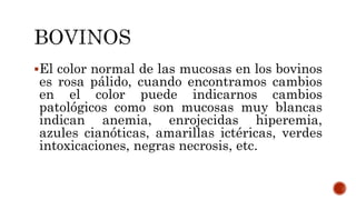 El color normal de las mucosas en los bovinos
es rosa pálido, cuando encontramos cambios
en el color puede indicarnos cambios
patológicos como son mucosas muy blancas
indican anemia, enrojecidas hiperemia,
azules cianóticas, amarillas ictéricas, verdes
intoxicaciones, negras necrosis, etc.
 