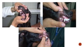 Semiologia de las mucosas