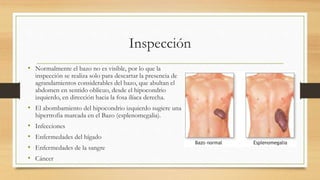 Inspección
• Normalmente el bazo no es visible, por lo que la
inspección se realiza solo para descartar la presencia de
agrandamientos considerables del bazo, que abultan el
abdomen en sentido oblicuo, desde el hipocondrio
izquierdo, en dirección hacia la fosa ilíaca derecha.
• El abombamiento del hipocondrio izquierdo sugiere una
hipertrofia marcada en el Bazo (esplenomegalia).
• Infecciones
• Enfermedades del hígado
• Enfermedades de la sangre
• Cáncer
 