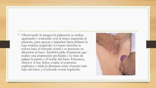 • Observando la imagen la palpación se realiza
agarrando y rodeando con la mano izquierda al
paciente, para apoyar e impulsar hacia delante la
caja torácica izquierda. La mano derecha se
coloca bajo el reborde costal y se presiona en
dirección al bazo. También pide al paciente que
realice una inspiración profunda y se trate de
palpar la punta o el borde del bazo. Entonces,
observe si hay dolor, evalúe el contorno
esplénico y mida la distancia entre el punto más
bajo del bazo y el reborde costal izquierdo.
 