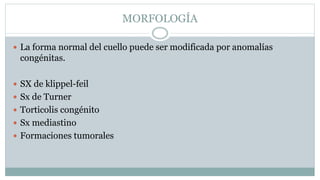 MORFOLOGÍA
 La forma normal del cuello puede ser modificada por anomalías
congénitas.
 SX de klippel-feil
 Sx de Turner
 Torticolis congénito
 Sx mediastino
 Formaciones tumorales
 