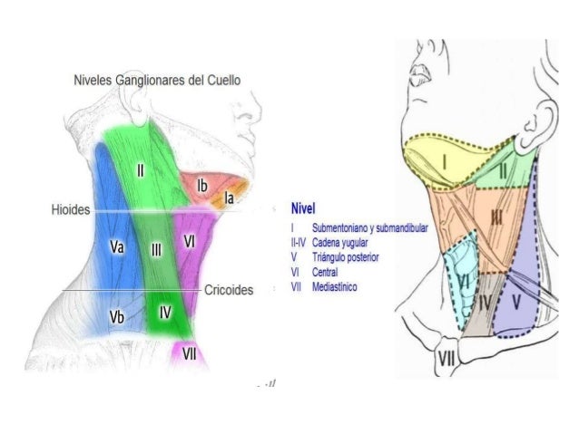 grupos ganglionares de cuello semiologia de oido y cuello grupos ganglionares de cuello semiologia de oido y cuello
