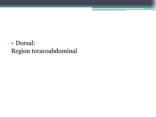 Dorsal:Region toracoabdominal