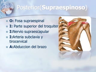 Posterior(Supraespinoso)
 O: Fosa supraespinal
 I: Parte superior del troquiter
 I:Nervio supraescapular
 I:Arteria subclavia y
tirocervical
 A:Abduccion del brazo
 