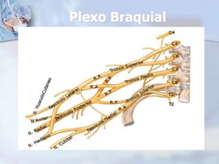 Plexo Braquial
 