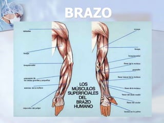 BRAZO
 