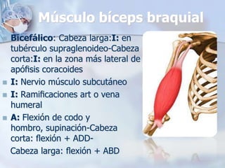 Músculo bíceps braquial
 Bicefálico: Cabeza larga:I: en
tubérculo supraglenoideo-Cabeza
corta:I: en la zona más lateral de
apóﬁsis coracoides
 I: Nervio músculo subcutáneo
 I: Ramiﬁcaciones art o vena
humeral
 A: Flexión de codo y
hombro, supinación-Cabeza
corta: ﬂexión + ADD-
Cabeza larga: ﬂexión + ABD
 