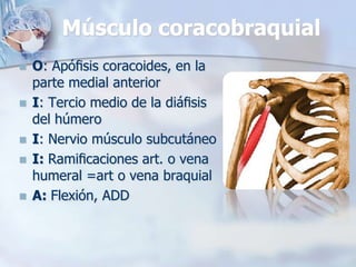 Músculo coracobraquial
 O: Apóﬁsis coracoides, en la
parte medial anterior
 I: Tercio medio de la diáﬁsis
del húmero
 I: Nervio músculo subcutáneo
 I: Ramiﬁcaciones art. o vena
humeral =art o vena braquial
 A: Flexión, ADD
 