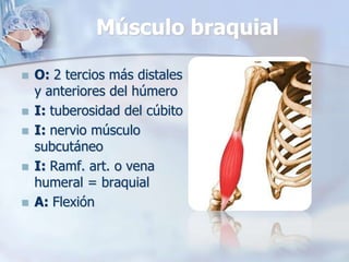 Músculo braquial
 O: 2 tercios más distales
y anteriores del húmero
 I: tuberosidad del cúbito
 I: nervio músculo
subcutáneo
 I: Ramf. art. o vena
humeral = braquial
 A: Flexión
 