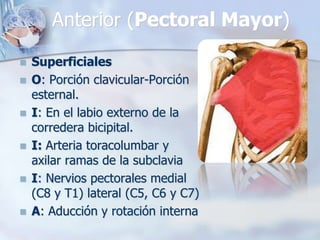 Anterior (Pectoral Mayor)
 Superficiales
 O: Porción clavicular-Porción
esternal.
 I: En el labio externo de la
corredera bicipital.
 I: Arteria toracolumbar y
axilar ramas de la subclavia
 I: Nervios pectorales medial
(C8 y T1) lateral (C5, C6 y C7)
 A: Aducción y rotación interna
 