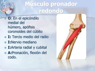 Músculo pronador
redondo
 O: En el epicóndilo
medial del
húmero, apóﬁsis
coronoides del cúbito
 I: Tercio medio del radio
 I:Nervio mediano
 I:Arteria radial y cubital
 A:Pronación, ﬂexión del
codo.
 