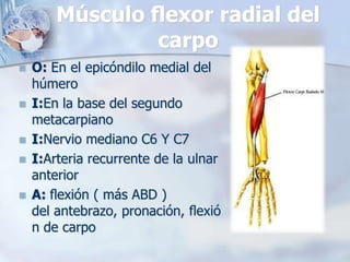 Músculo ﬂexor radial del
carpo
 O: En el epicóndilo medial del
húmero
 I:En la base del segundo
metacarpiano
 I:Nervio mediano C6 Y C7
 I:Arteria recurrente de la ulnar
anterior
 A: ﬂexión ( más ABD )
del antebrazo, pronación, ﬂexió
n de carpo
 