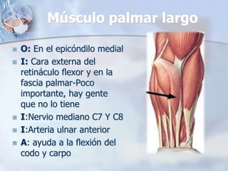 Músculo palmar largo
 O: En el epicóndilo medial
 I: Cara externa del
retináculo ﬂexor y en la
fascia palmar-Poco
importante, hay gente
que no lo tiene
 I:Nervio mediano C7 Y C8
 I:Arteria ulnar anterior
 A: ayuda a la ﬂexión del
codo y carpo
 