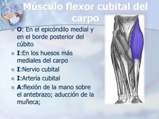 Músculo ﬂexor cubital del
carpo
 O: En el epicóndilo medial y
en el borde posterior del
cúbito
 I:En los huesos más
mediales del carpo
 I:Nervio cubital
 I:Arteria cubital
 A:flexión de la mano sobre
el antebrazo; aducción de la
muñeca;
 