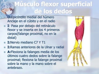 Músculo ﬂexor superﬁcial
de los dedos
 O:Epicóndilo medial del húmero
Anclaje en el cúbito y en el radio
 I: Pasa por debajo del retináculo
ﬂexor y se inserta en los 4 primeros
carpos(falange proximal, no en la
distal)
 I:Nervio mediano C7 Y T1
 I:Ramas anteriores de la Ulnar y radial
 A:Flexiona la falanges media de los
últimos cuatro dedos sobre la falange
proximal; flexiona la falange proximal
sobre la mano y la mano sobre el
antebrazo.
 