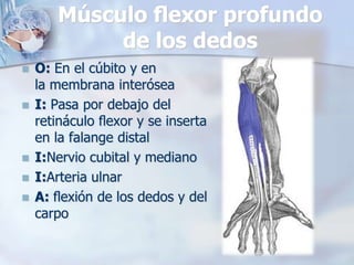 Músculo ﬂexor profundo
de los dedos
 O: En el cúbito y en
la membrana interósea
 I: Pasa por debajo del
retináculo ﬂexor y se inserta
en la falange distal
 I:Nervio cubital y mediano
 I:Arteria ulnar
 A: ﬂexión de los dedos y del
carpo
 