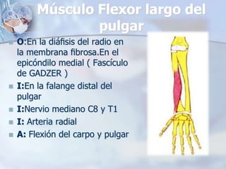 Músculo Flexor largo del
pulgar
 O:En la diáﬁsis del radio en
la membrana ﬁbrosa.En el
epicóndilo medial ( Fascículo
de GADZER )
 I:En la falange distal del
pulgar
 I:Nervio mediano C8 y T1
 I: Arteria radial
 A: Flexión del carpo y pulgar
 