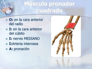 Músculo pronador
cuadrado
 O: en la cara anterior
del radio
 I: en la cara anterior
del cúbito
 I: nervio MEDIANO
 I:Arteria interosea
 A: pronación
 