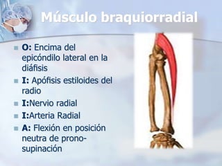 Músculo braquiorradial
 O: Encima del
epicóndilo lateral en la
diáﬁsis
 I: Apóﬁsis estiloides del
radio
 I:Nervio radial
 I:Arteria Radial
 A: Flexión en posición
neutra de prono-
supinación
 