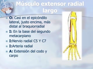 Músculo extensor radial
largo
 O: Casi en el epicóndilo
lateral, justo encima, más
distal al braquiorradial
 I: En la base del segundo
metacarpiano
 I:Nervio radial C5 Y C7
 I:Arteria radial
 A: Extensión del codo y
carpo
 