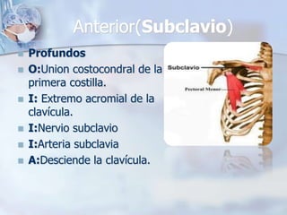 Anterior(Subclavio)
 Profundos
 O:Union costocondral de la
primera costilla.
 I: Extremo acromial de la
clavícula.
 I:Nervio subclavio
 I:Arteria subclavia
 A:Desciende la clavícula.
 