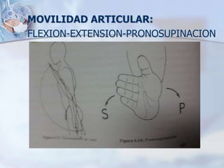 MOVILIDAD ARTICULAR:
 FLEXION-EXTENSION-PRONOSUPINACION
 