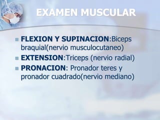 EXAMEN MUSCULAR
 FLEXION Y SUPINACION:Biceps
braquial(nervio musculocutaneo)
 EXTENSION:Triceps (nervio radial)
 PRONACION: Pronador teres y
pronador cuadrado(nervio mediano)
 