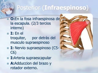 Posterior (Infraespinoso)
 O:En la fosa infraespinosa de
la escapula. (2/3 tercios
interno)
 I: En el
troquiter, por detrás del
musculo supraespinoso
 I: Nervio supraespinoso (C5-
C6)
 I:Arteria supraescapular
 A:Adduccion del brazo y
rotador externo.
 