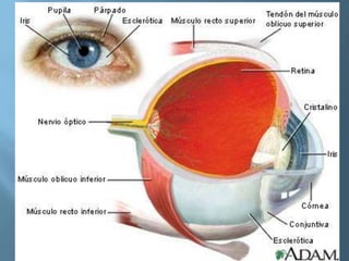 Semiologia del ojo