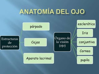 esclerótica
                párpado
                                                Iris
Estructuras                      Órgano de
    de           Cejas            la visión   conjuntiva
protección                          (ojo)
                                               Cornea

              Aparato lacrimal
                                               pupila
 