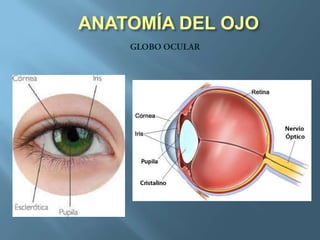 ANATOMÍA DEL OJO
 