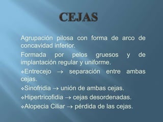 Agrupación pilosa con forma de arco de
concavidad inferior.
Formada por pelos gruesos y de
implantación regular y uniforme.
Entrecejo        separación entre ambas
cejas.
Sinofridia    unión de ambas cejas.
Hipertricofidia   cejas desordenadas.
Alopecia Ciliar    pérdida de las cejas.
 