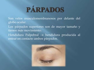 Son velos musculomembranosos por delante del
globo ocular.
Los párpados superiores son de mayor tamaño y
tienen más movimiento.
Hendidura Palpebral       hendidura producida al
entrar en contacto ambos párpados.
 