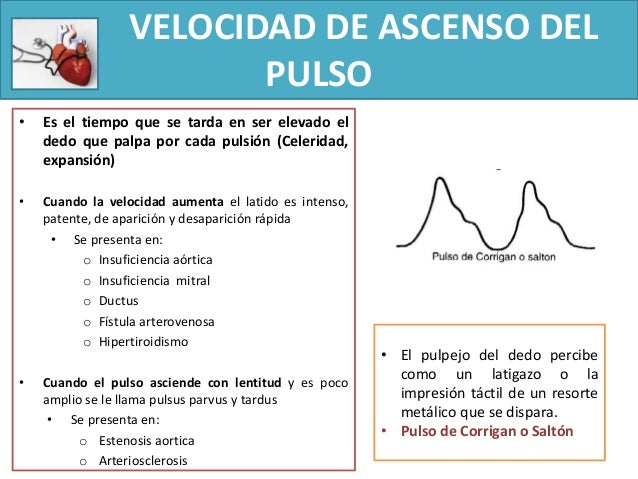 La red venosa al embarazo