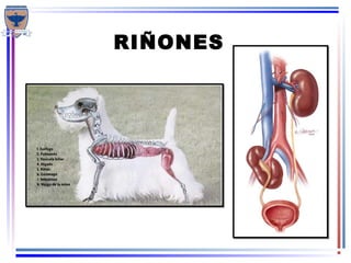Semiologia veterinaria del sistema urinario | PPT