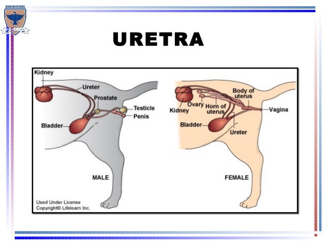 Semiologia veterinaria del sistema urinario